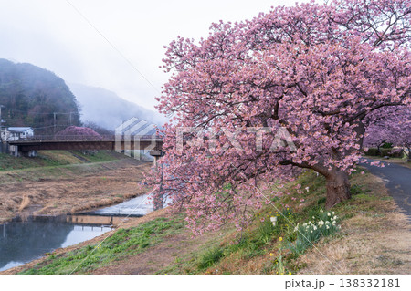 《静岡県》満開の河津桜・南伊豆町の夜明け 138332181