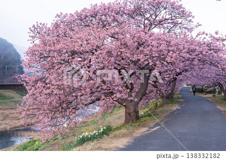 《静岡県》満開の河津桜・南伊豆町の夜明け 《静岡県》満開の河津桜・南伊豆町の夜明け 138332182