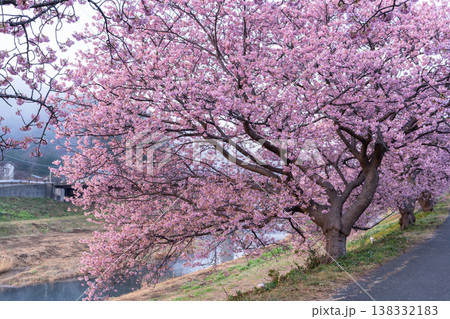 《静岡県》満開の河津桜・南伊豆町の夜明け 138332183