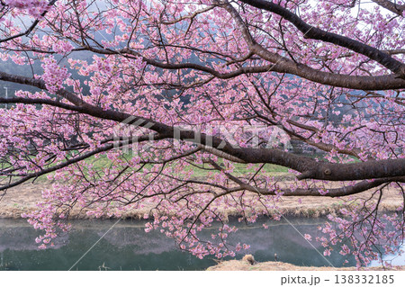 《静岡県》満開の河津桜・南伊豆町の夜明け 138332185
