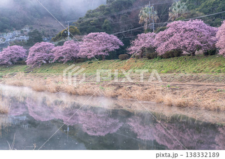 《静岡県》満開の河津桜・南伊豆町の夜明け 138332189