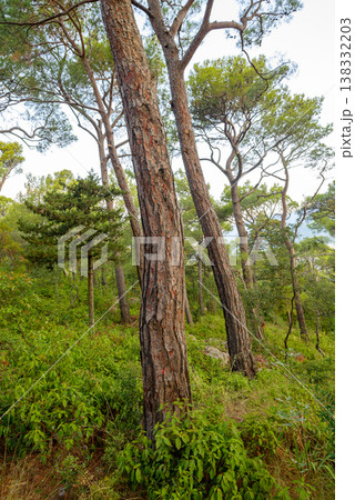 Tall pine trees in lush green forest landscape 138332203