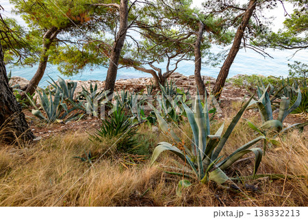 Mediterranean coastal pines and agave above rocky sea Mediterranean coastal pines and agave above rocky sea 138332213