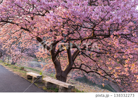 《静岡県》満開の河津桜・南伊豆町の夜明け 《静岡県》満開の河津桜・南伊豆町の夜明け 138332273