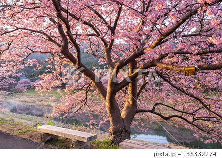 《静岡県》満開の河津桜・南伊豆町の夜明け 《静岡県》満開の河津桜・南伊豆町の夜明け 138332274