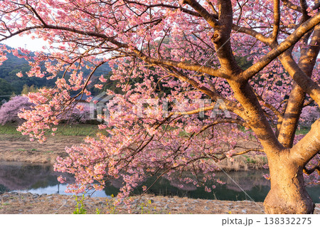 《静岡県》満開の河津桜・南伊豆町の夜明け 138332275