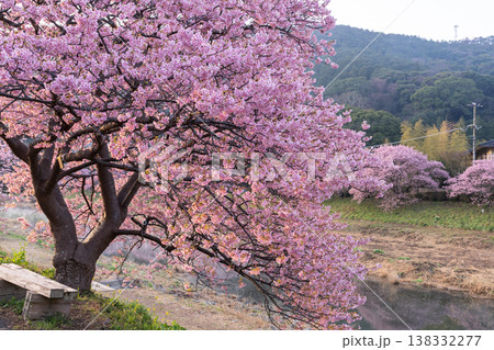 《静岡県》満開の河津桜・南伊豆町の夜明け 138332277