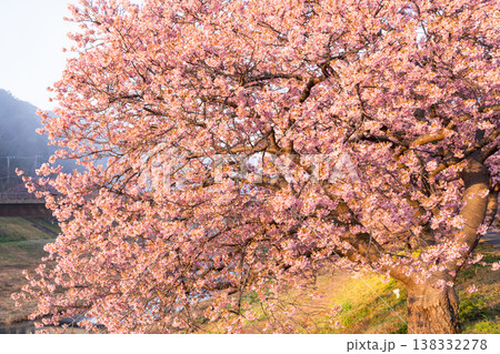 《静岡県》満開の河津桜・南伊豆町の夜明け 138332278