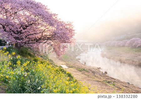 《静岡県》満開の河津桜・南伊豆町の夜明け 《静岡県》満開の河津桜・南伊豆町の夜明け 138332280