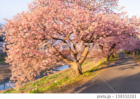 《静岡県》満開の河津桜・南伊豆町の夜明け 138332281