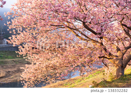 《静岡県》満開の河津桜・南伊豆町の夜明け 《静岡県》満開の河津桜・南伊豆町の夜明け 138332282