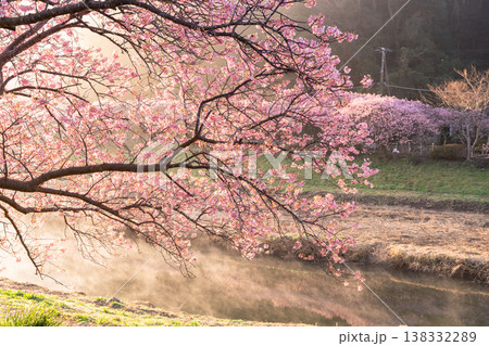 《静岡県》満開の河津桜・南伊豆町の夜明け 《静岡県》満開の河津桜・南伊豆町の夜明け 138332289