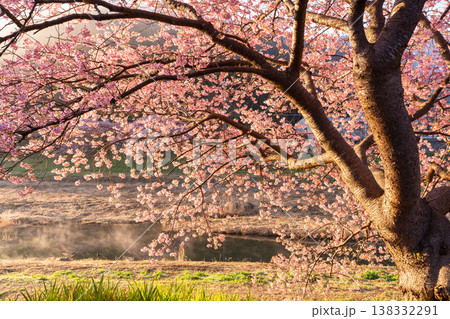 《静岡県》満開の河津桜・南伊豆町の夜明け 138332291