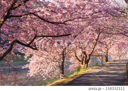 《静岡県》満開の河津桜・南伊豆町の夜明け 《静岡県》満開の河津桜・南伊豆町の夜明け 138332311