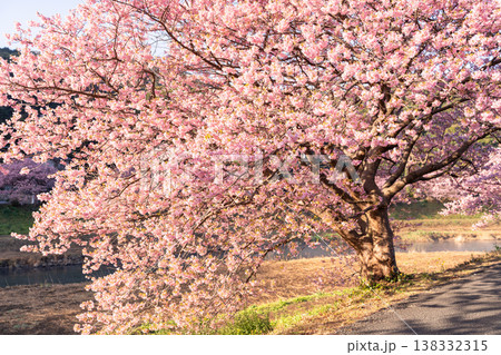 《静岡県》満開の河津桜・南伊豆町の夜明け 《静岡県》満開の河津桜・南伊豆町の夜明け 138332315