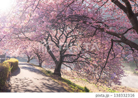 《静岡県》満開の河津桜・南伊豆町の夜明け 138332316