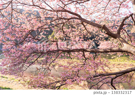 《静岡県》満開の河津桜・南伊豆町の夜明け 138332317
