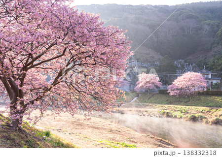 《静岡県》満開の河津桜・南伊豆町の夜明け 《静岡県》満開の河津桜・南伊豆町の夜明け 138332318