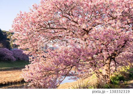《静岡県》満開の河津桜・南伊豆町の夜明け 《静岡県》満開の河津桜・南伊豆町の夜明け 138332319