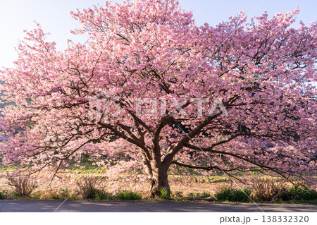 《静岡県》満開の河津桜・南伊豆町の夜明け 《静岡県》満開の河津桜・南伊豆町の夜明け 138332320