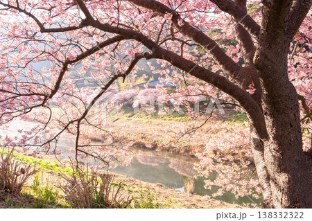 《静岡県》満開の河津桜・南伊豆町の夜明け 《静岡県》満開の河津桜・南伊豆町の夜明け 138332322