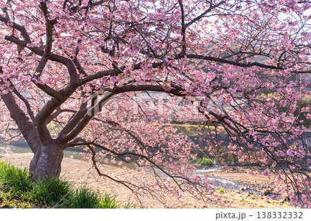 《静岡県》満開の河津桜・南伊豆町の夜明け 《静岡県》満開の河津桜・南伊豆町の夜明け 138332332