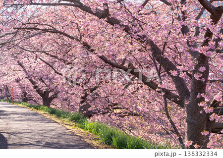 《静岡県》満開の河津桜・南伊豆町の夜明け 《静岡県》満開の河津桜・南伊豆町の夜明け 138332334