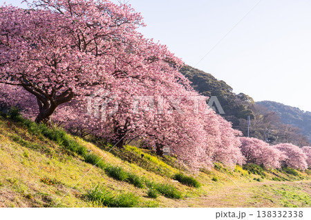 《静岡県》満開の河津桜・南伊豆町の夜明け 《静岡県》満開の河津桜・南伊豆町の夜明け 138332338