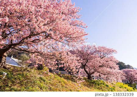 《静岡県》満開の河津桜・南伊豆町の夜明け 138332339