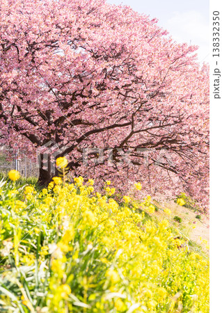 《静岡県》満開の河津桜・南伊豆町 《静岡県》満開の河津桜・南伊豆町 138332350