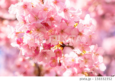 《静岡県》満開の河津桜・南伊豆町 138332352