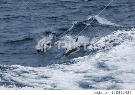 漁船に並走してジャンプするカマイルカ（青森県） 138332437