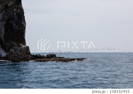 鯛島とウミネコ(青森県むつ湾) 鯛島とウミネコ(青森県むつ湾) 138332455