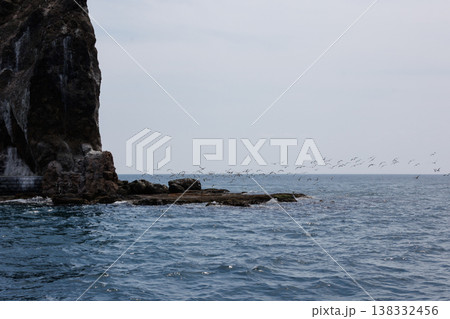 鯛島とウミネコ（青森県むつ湾） 138332456