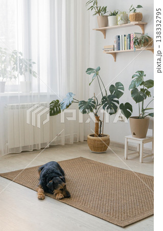Dog lying on a brown jute rug, resting in a comfortable and cozy living room interior Dog lying on a brown jute rug, resting in a comfortable and cozy living room interior 138332795