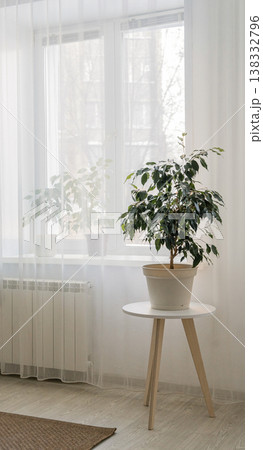 Green ficus tree on bedside table creates fresh aesthetic in room, natural light coming in from window. Eco-friendly lifestyle Green ficus tree on bedside table creates fresh aesthetic in room, natural light coming in from window. Eco-friendly lifestyle 138332796