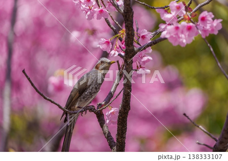 満開の陽光桜とヒヨドリ。日本の春の訪れを告げる美しい風景。 満開の陽光桜とヒヨドリ。日本の春の訪れを告げる美しい風景。 138333107