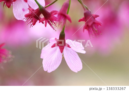【春】ピンクの桜のアップ【裏から撮影】(神奈川県) 【春】ピンクの桜のアップ【裏から撮影】(神奈川県) 138333267