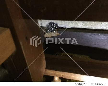 恐るべき獣害 恐るべき獣害 138333270