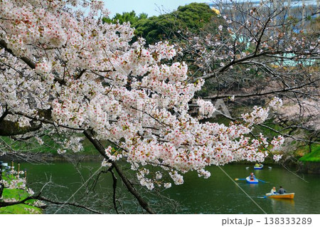 見頃を迎え桜花も映える御濠… 『千鳥ヶ淵』と『桜』 見頃を迎え桜花も映える御濠… 『千鳥ヶ淵』と『桜』 138333289