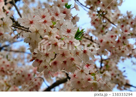 見頃を迎え桜花も映える御濠… 『千鳥ヶ淵』と『桜』 138333294