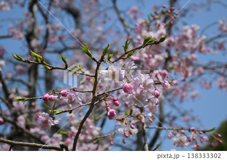 枝垂れ桜、花と蕾、戸定ヶ丘歴史公園にて 枝垂れ桜、花と蕾、戸定ヶ丘歴史公園にて 138333302