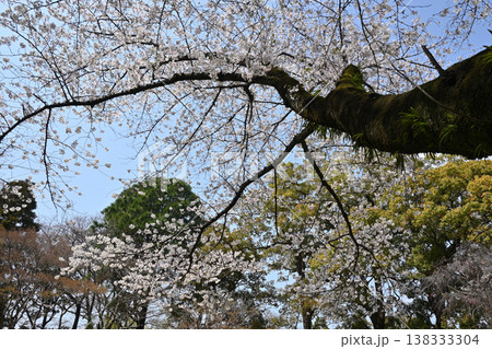 桜の古木、戸定ヶ丘歴史公園にて 桜の古木、戸定ヶ丘歴史公園にて 138333304