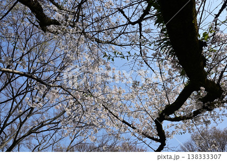 桜の古木、戸定ヶ丘歴史公園にて 138333307