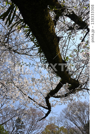 桜の古木、戸定ヶ丘歴史公園にて 138333308