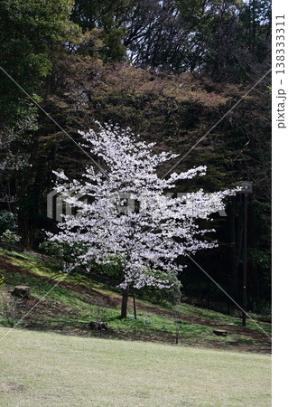 戸定ヶ丘歴史公園の一本桜 138333311