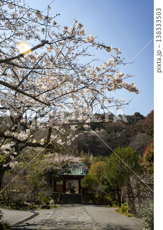 鎌倉26324　光則寺3　枝垂れ桜 138333503