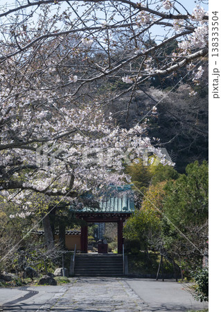 鎌倉26324　光則寺2　枝垂れ桜 138333504