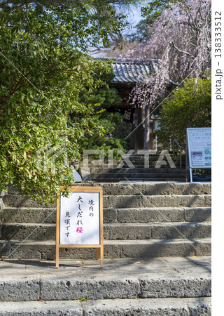 鎌倉26321 安国論寺6 枝垂れ桜 鎌倉26321 安国論寺6 枝垂れ桜 138333512
