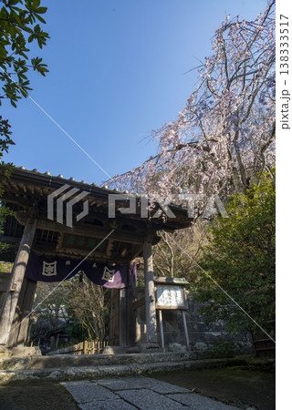 鎌倉26321 安国論寺1 枝垂れ桜 鎌倉26321 安国論寺1 枝垂れ桜 138333517
